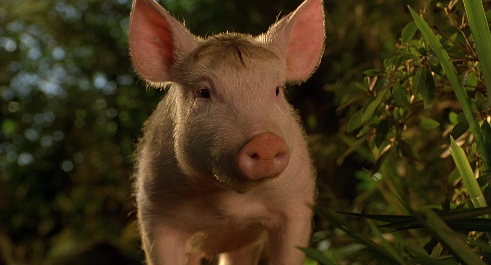 Listen to Gobbledygeek Episode 524 - "That Was Then: Babe (feat. Eric  Sipple)"